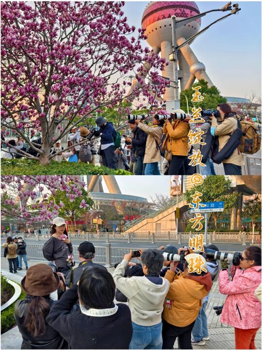 玉兰绽放陆家嘴