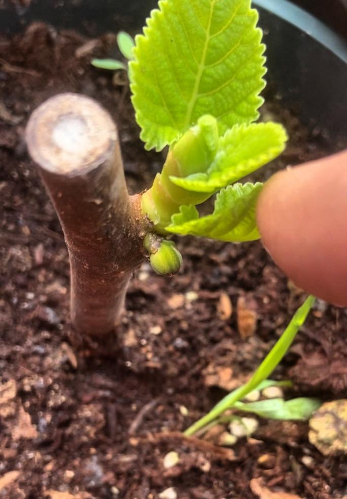 我扦插的彩虹无花果苗居然长果子了！之前我一直觉得扦插很难，但还是抱着试试的心态，