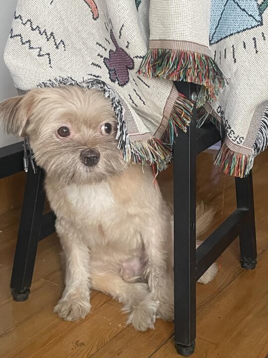小狗犯错找安全角落
