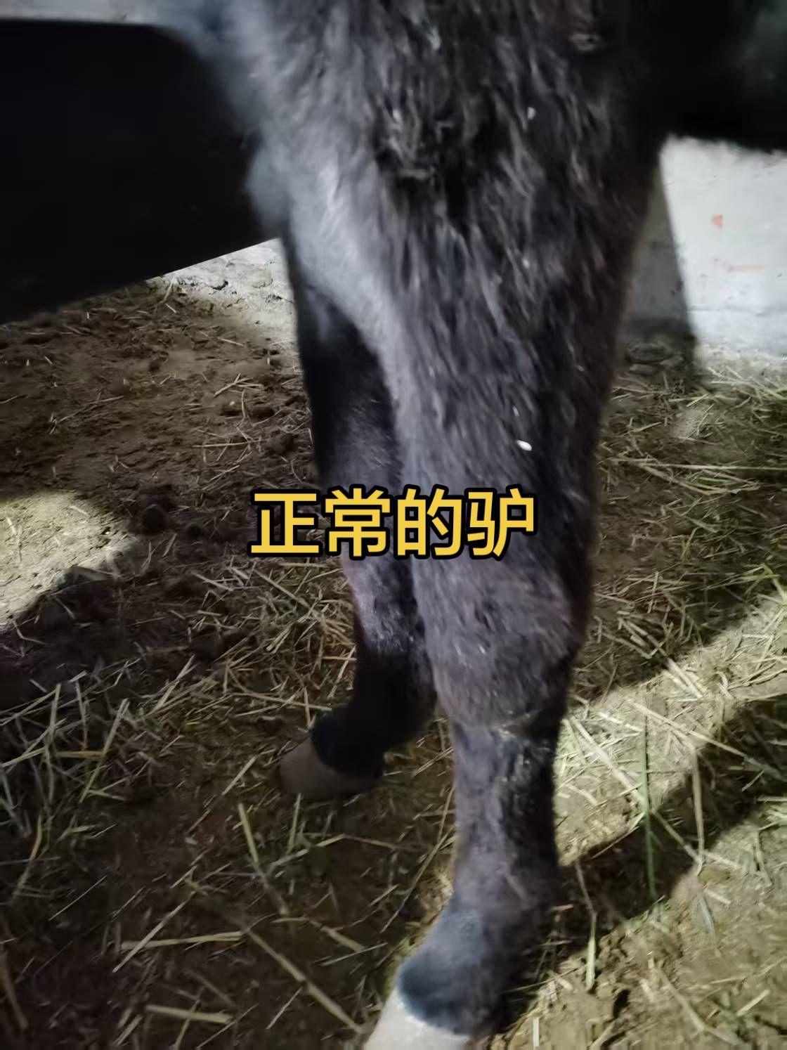 养驴技术 养驴 三农养殖 肉驴苗 肉驴养殖
