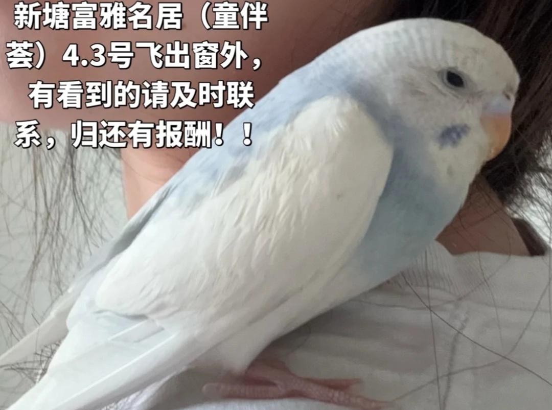 寻鸟启示 新塘寻鸟 虎皮鹦鹉 小鸟飞到家里 鹦鹉 捡到一只鸟 寻鸟 捡鸟 新塘高