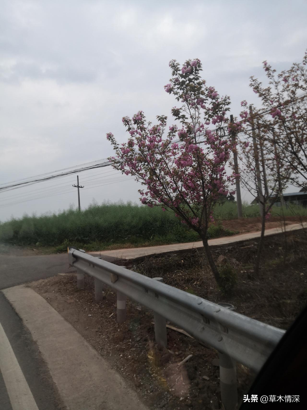 随手拍的一树繁花美丽的景色在大自然中呈现出多么灿烂的美景。