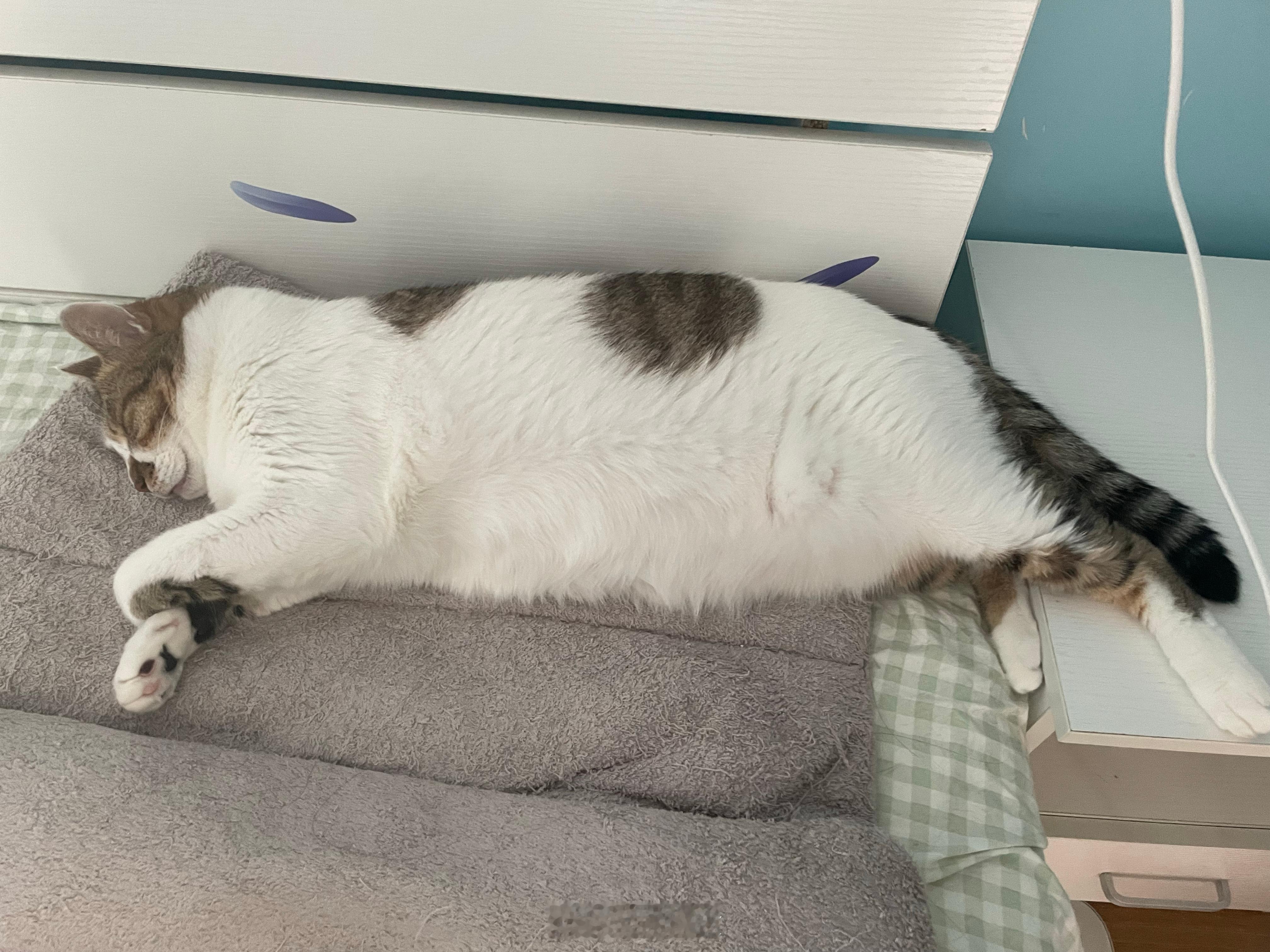 猪睡觉人上班 