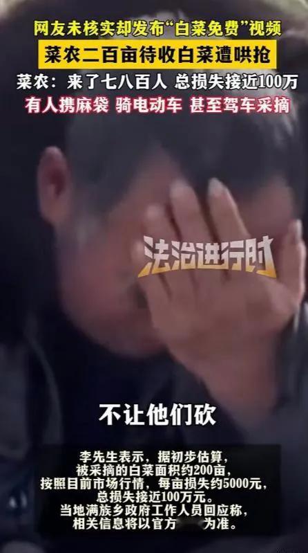 “这是什么世道！”内蒙古赤峰，男子承包了200亩地种大白菜，辛苦了一年，眼瞅着要
