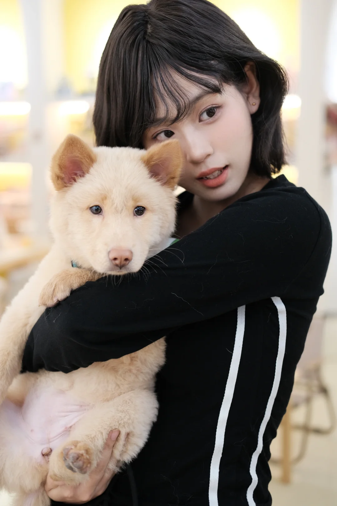 成都狗咖居然也有小土松宝宝啦🐶