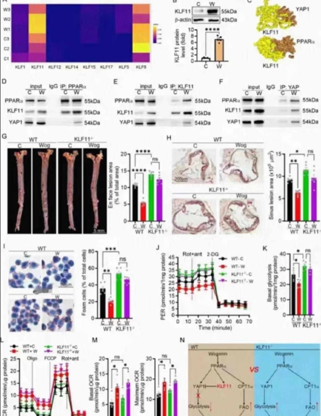 1:挤出式生物打印，活细胞加GelMA水凝胶3D打印，打造细胞负载组织工程支架