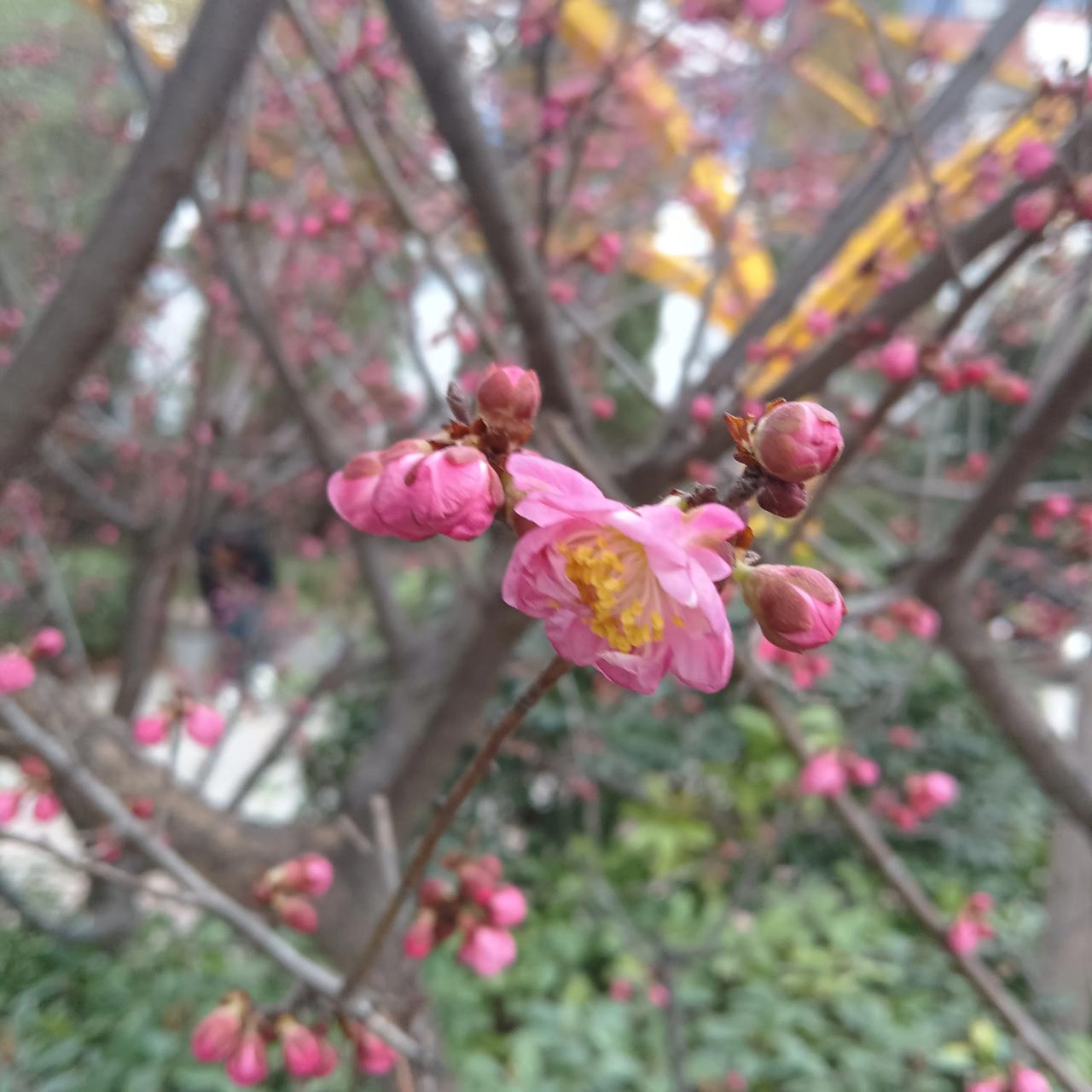 阳春三月，现在已经是三月中旬了！
现在，人们在抖音上发的看花视频，基本上都是梅花