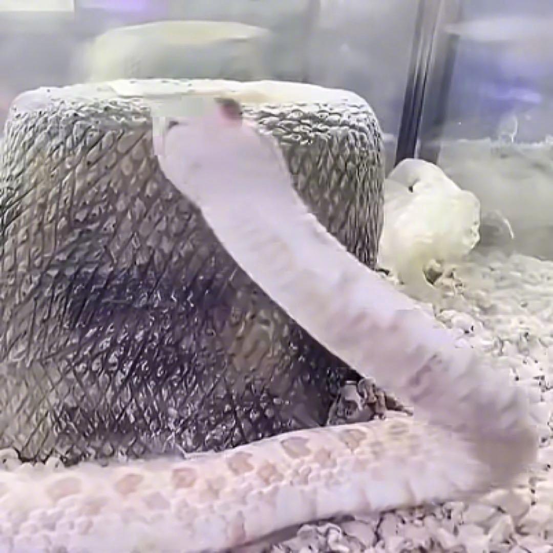 最近有两件事让爱养“稀罕宠物”的人捏了把汗——北京的黄先生养了条五步蛇当宝贝，结