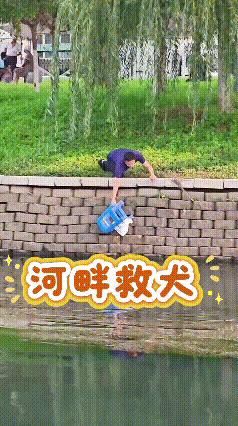 刷到这段救助小狗的视频，全程看得揪着心。
小狗掉进河里之后很慌张，岸边的好心人先