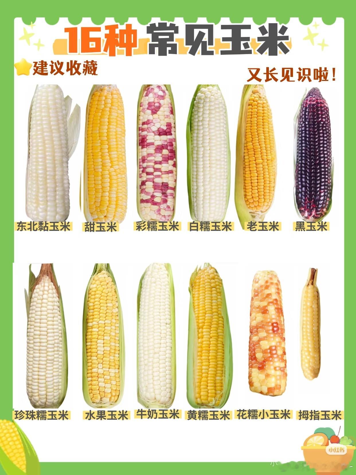 收玉米女生称玫瑰价钱能买100斤玉米女生收到花后先打开的是食谱 哈哈哈哈，比起玫