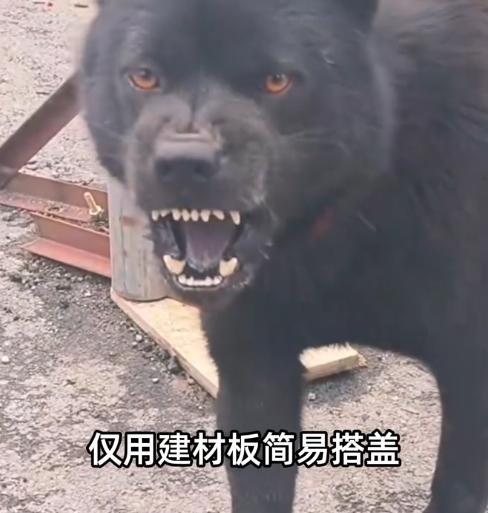 “自作孽不可活！”2025年，河南，一男子养了3只大型烈犬，多次咬到他人，但男子