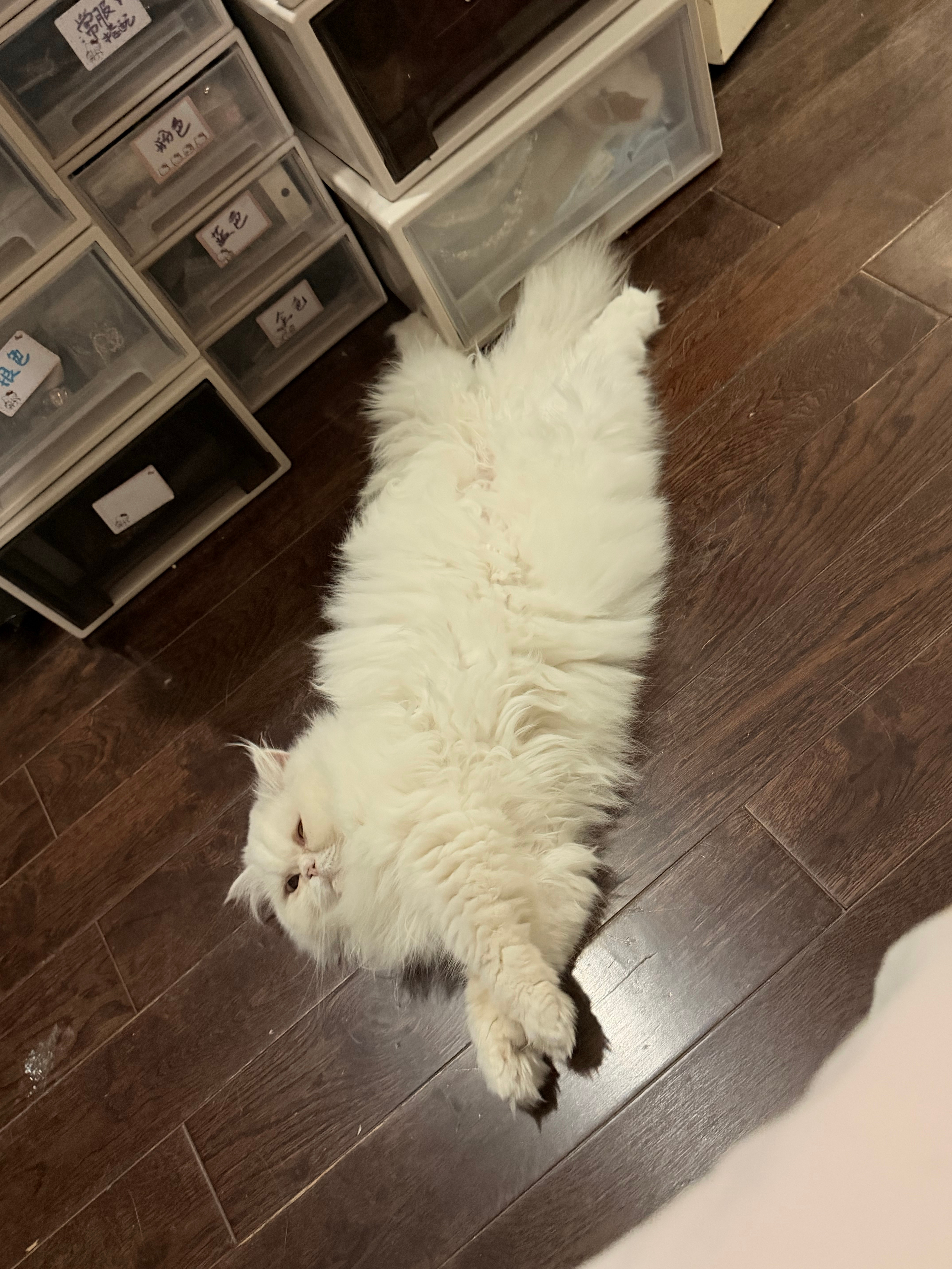 大胖猫