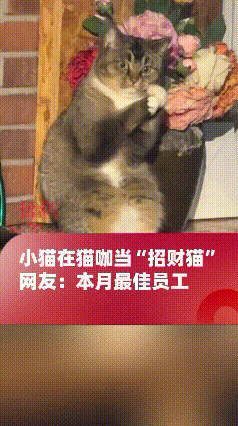真是笑不活了！山东青岛一家猫咖，老板本来觉得店里全是小猫咪

没必要额外买招财猫