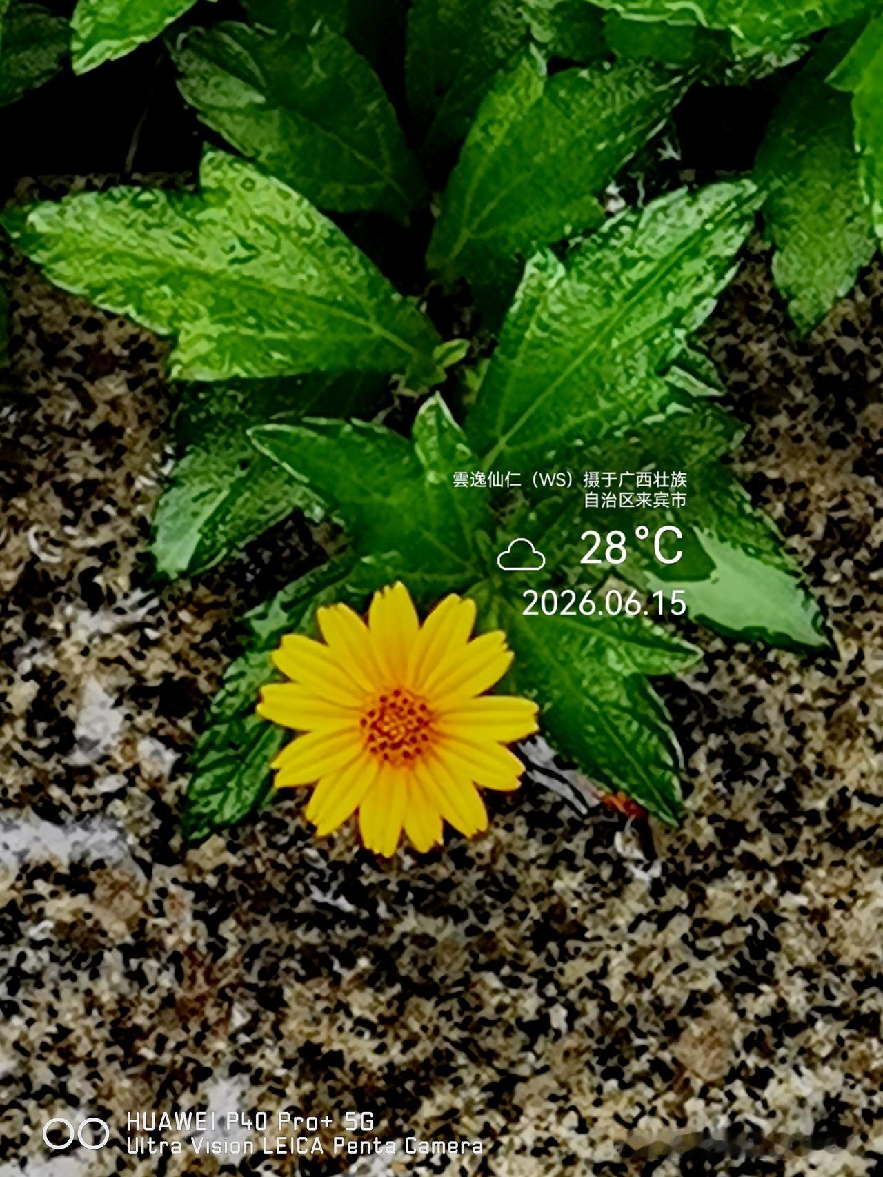月居生活记录（9905）广西壮族自治区来宾市（130）花儿随拍14：南美蟛蜞菊、