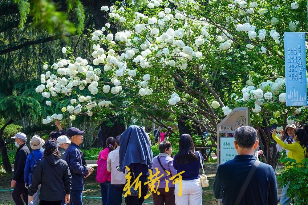 泉城公园抛“绣球”，团团白花引游客争相打卡！暮春时节，桃李芳菲渐歇，泉城公园却别