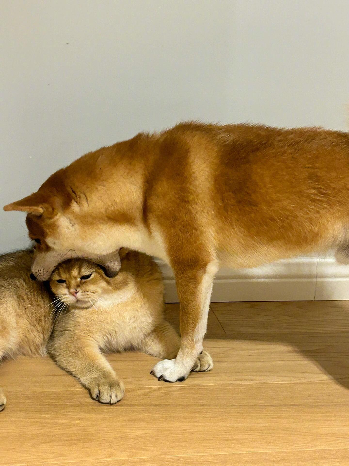 猫：最烦没有边界感的狗 ​​​
