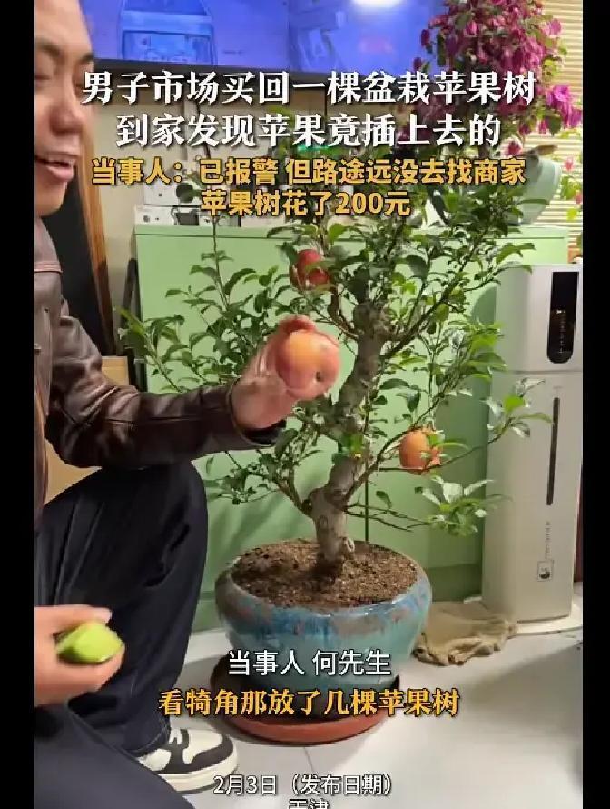 天津2月3日，一男子花200块在市场淘到一盆苹果树，结果回家弟弟一摘果子，傻眼了