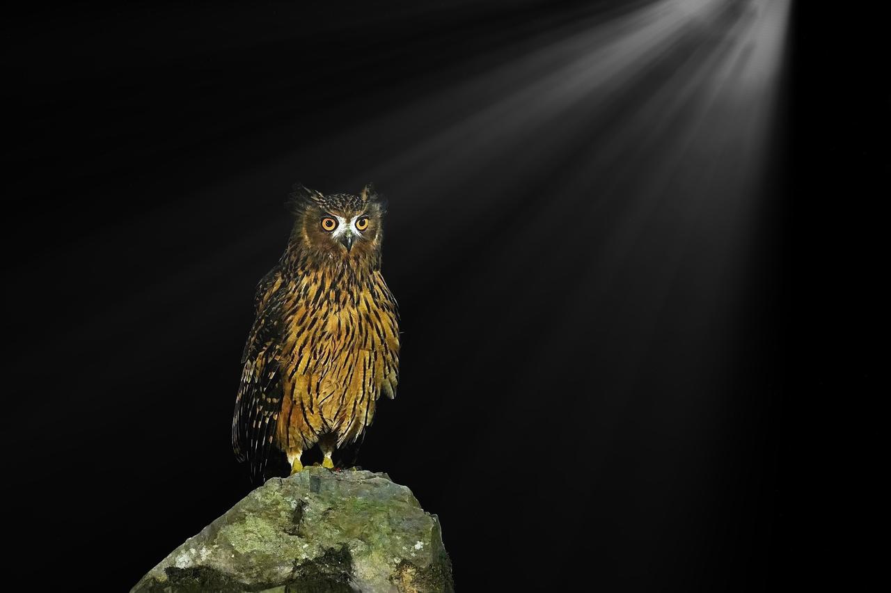 江西伊山自然保护区惊现国家二级保护动物：
“夜猫子”黄腿渔鸮