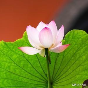 夏日偏爱水上的它，深秋为何独恋泥里的它？
文/水无香

藕被从泥里拽出来的时候，