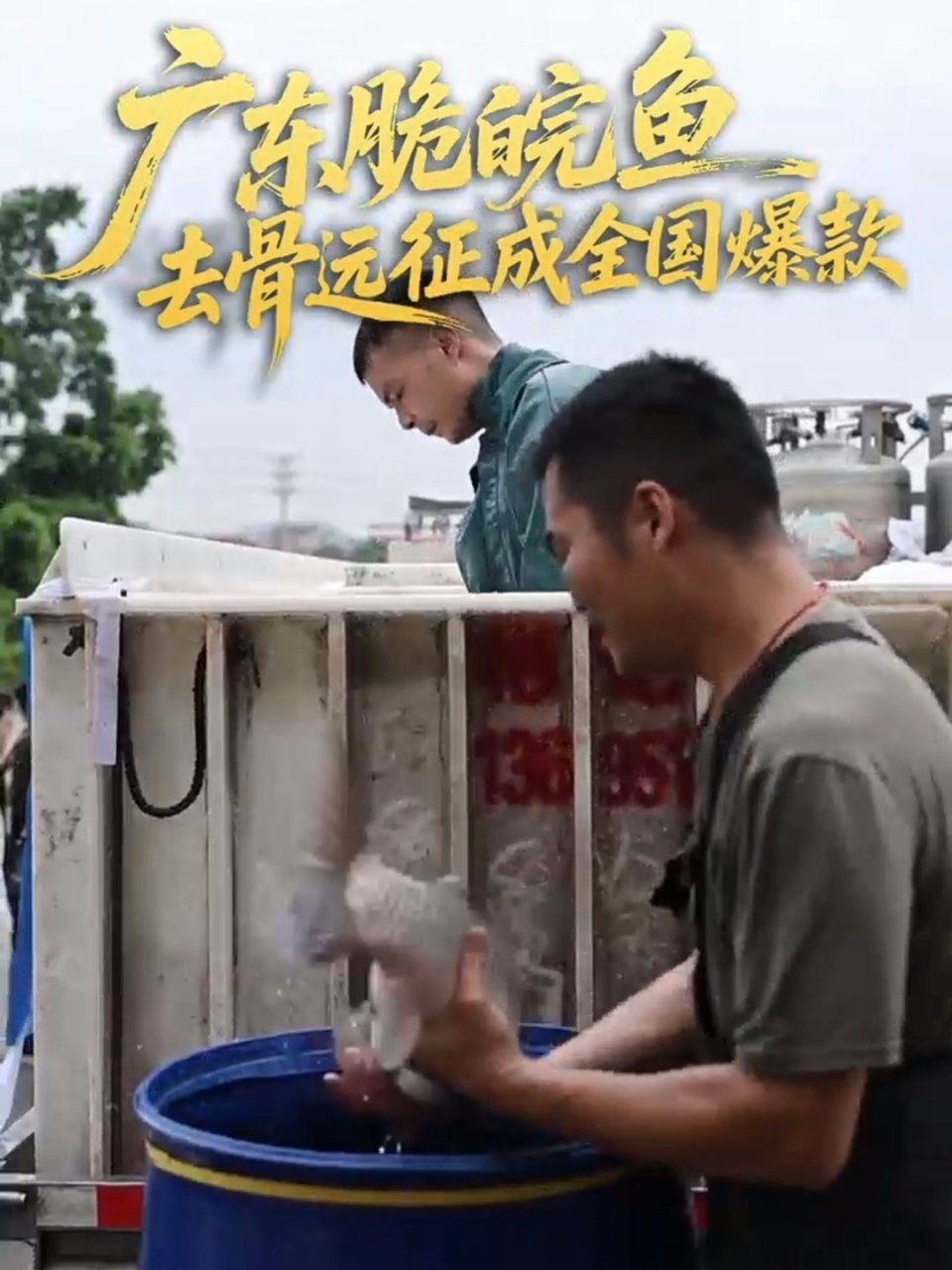 脆鲩鱼为什么突然火了食材经过广东都会变好吃难怪脆鲩鱼火速出圈，它并非天生特殊鱼种
