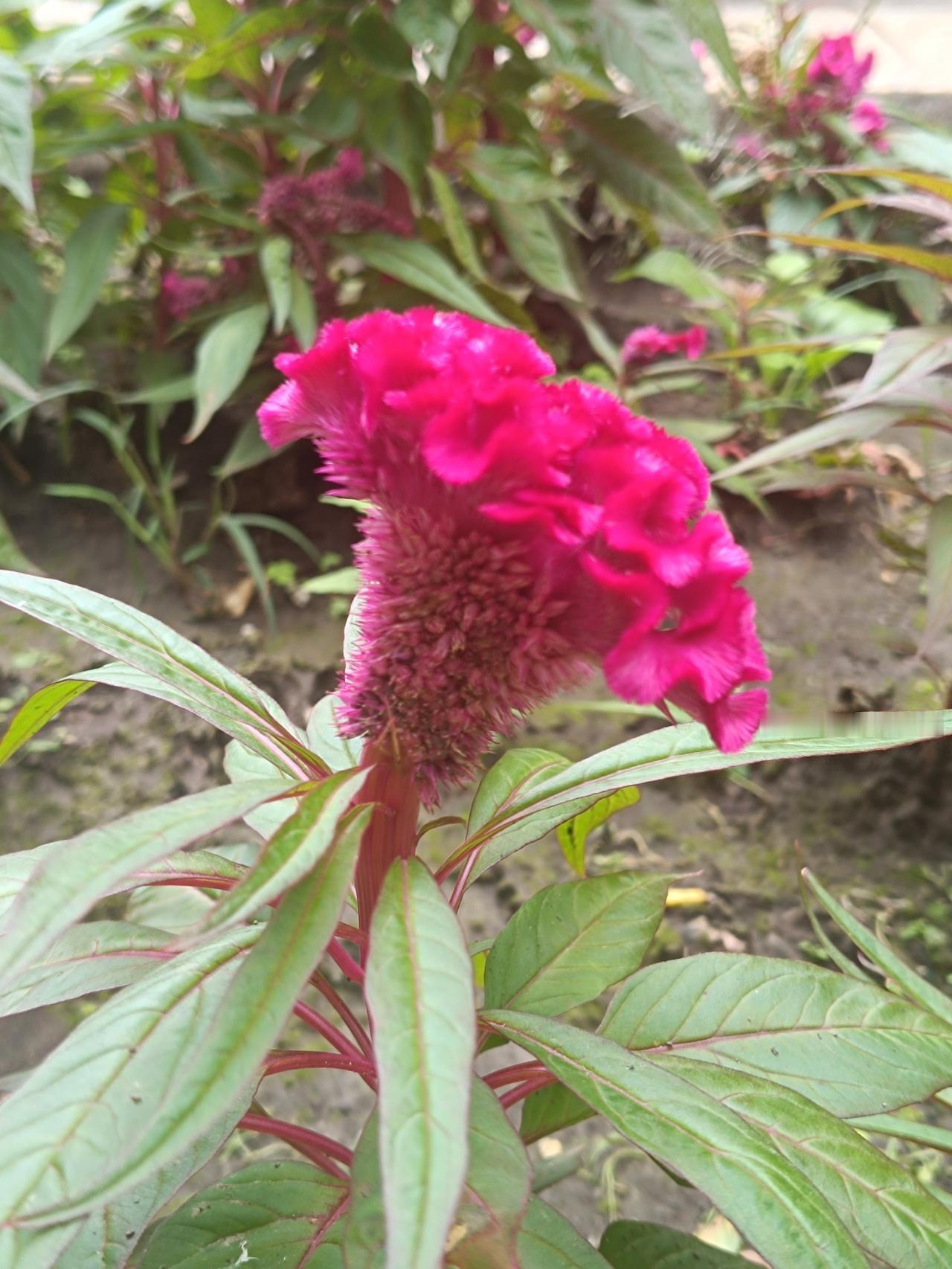 晒图笔记大赛小区的鸡冠花，花型奇特，褶皱花冠酷似雄鸡的鸡冠。它属于苋科青葙属，生