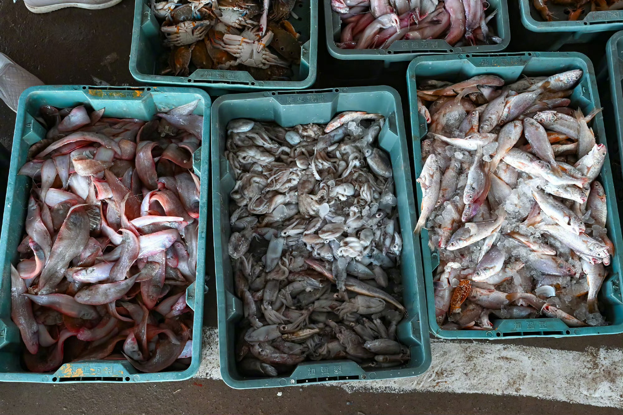 福州吃喝玩乐疯福州海鲜美食记【渔船归港，海味上新】渔船归港，鲜货上岸！开渔过后，