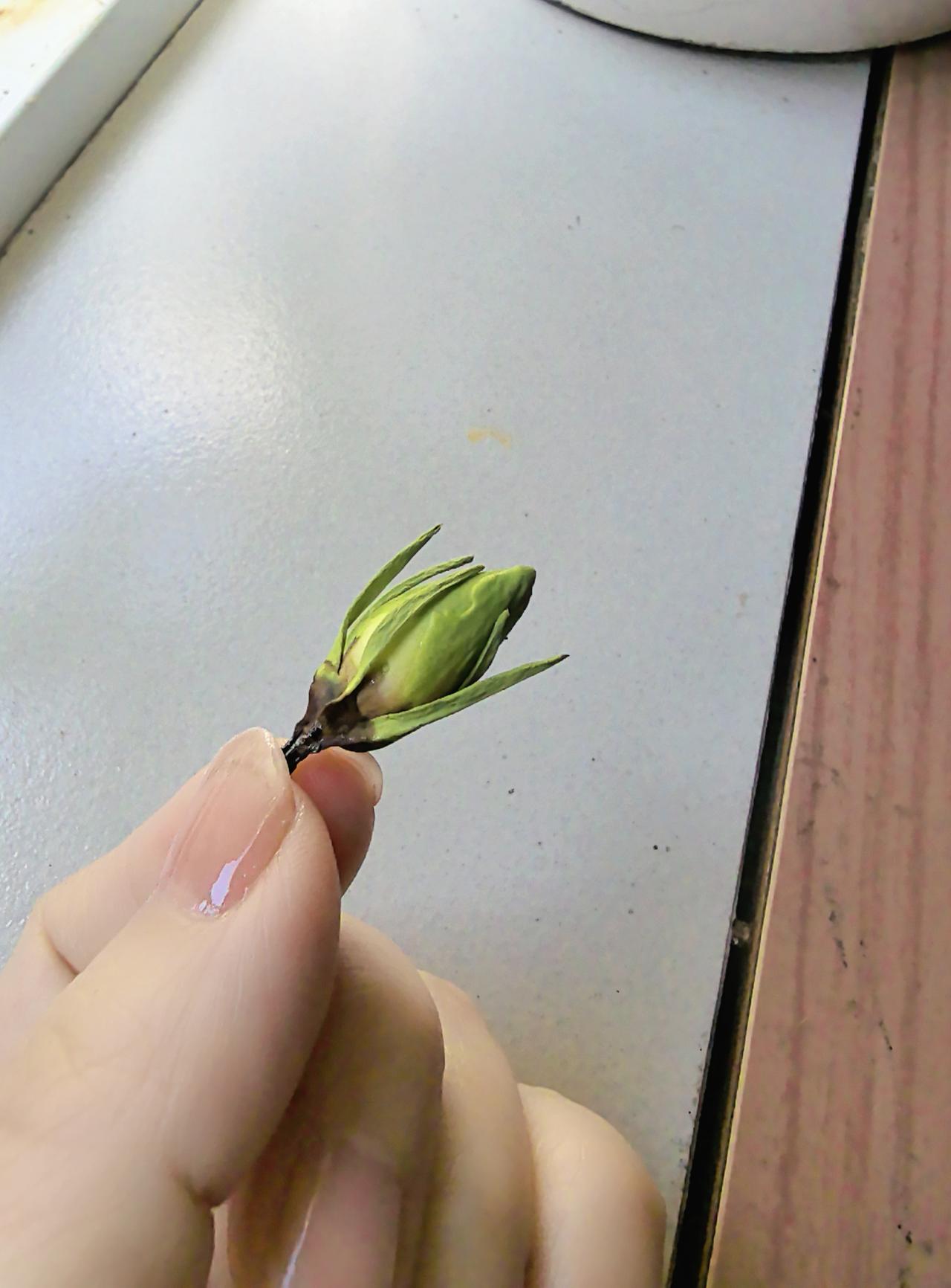 我的嫡长花呀，就这样掉了，我好不容易拉扯这么大，眼看就要开花，我加紧浇水施肥，也