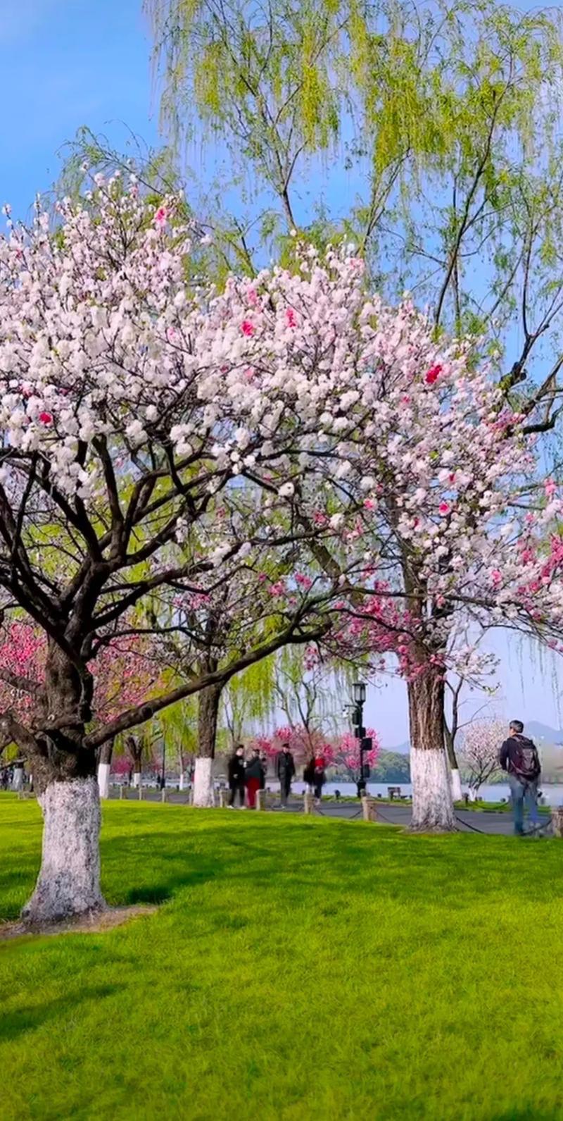 今年春天最想实现的心愿想去一个春暧花开的地方踏青赏花，约上几个好友一起、看不同的