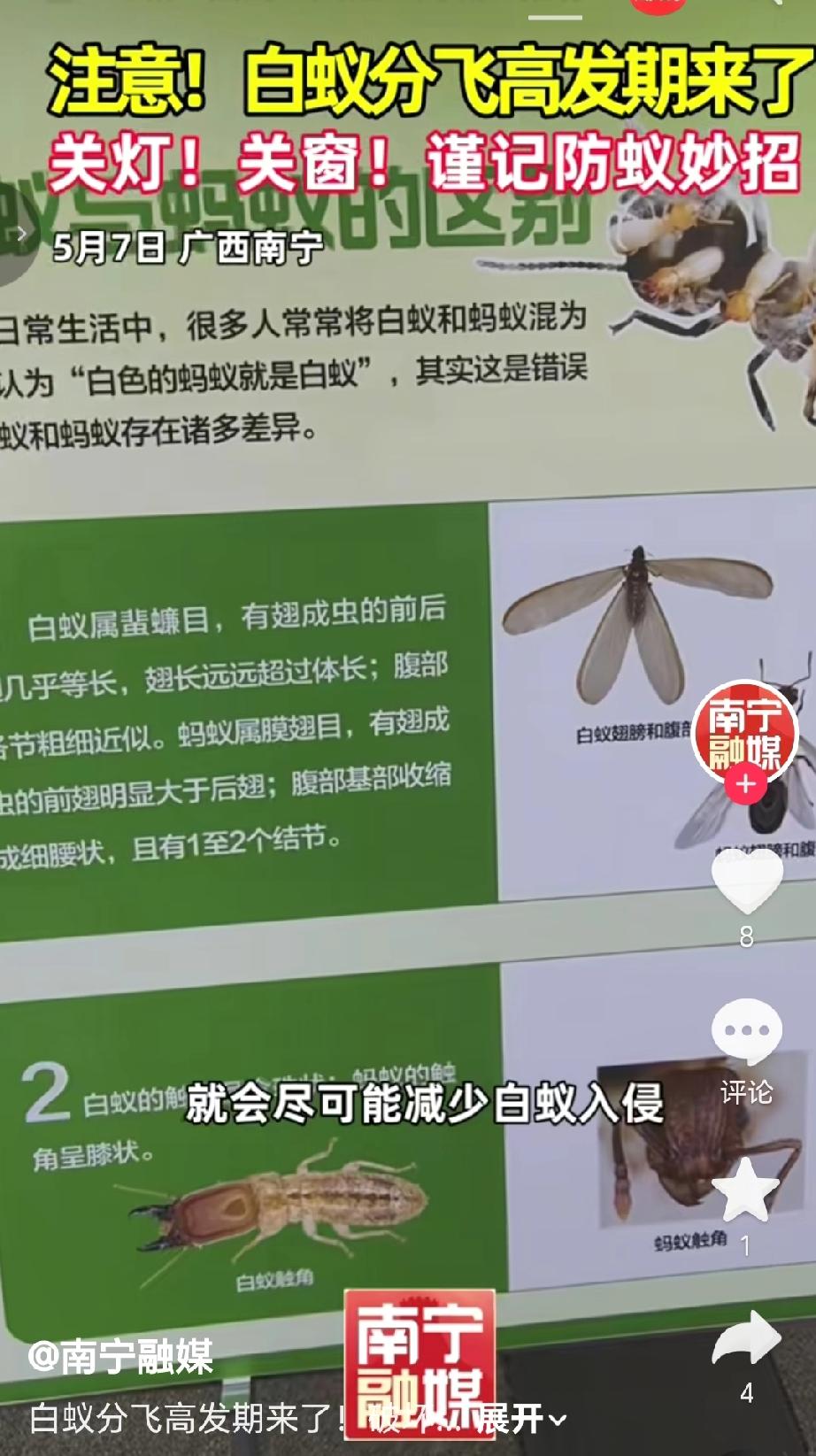 近日南宁进入白蚁分飞高发期（温暖潮湿天气易滋生），分飞蚁（有翅成虫）会趋光飞入室
