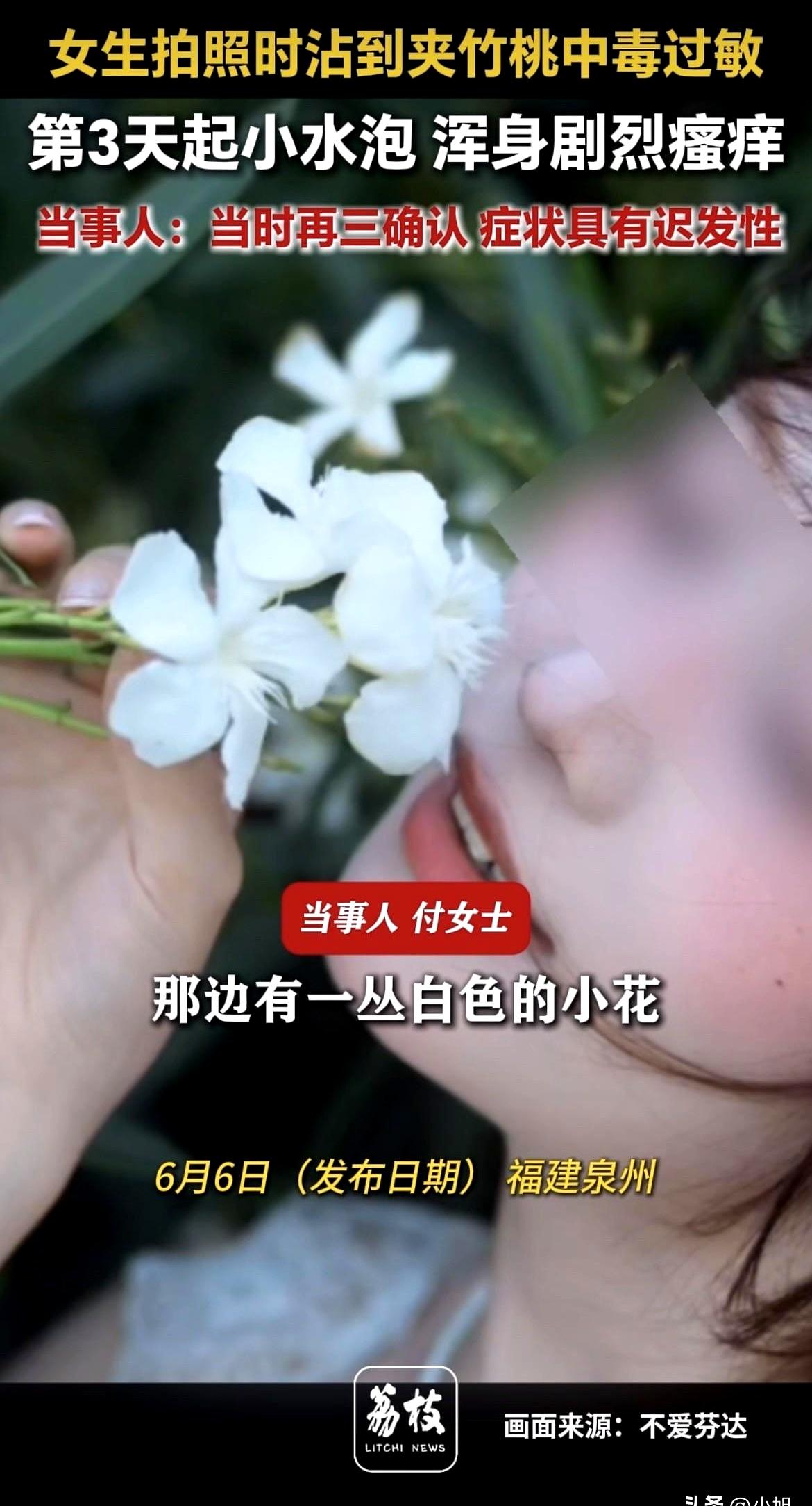 很多人一看到夹竹桃，第一反应就是“挺好看，拍拍照没事吧？”真别自欺欺人了，白色的