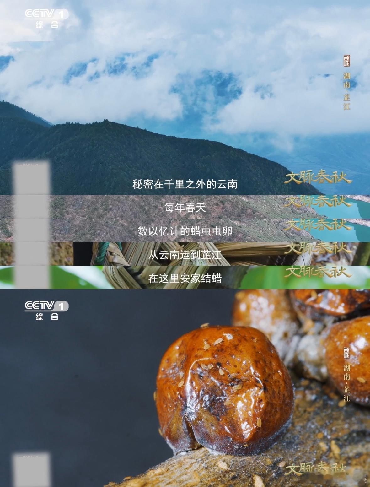 盛夏山林里的白色枝条是啥这种蜡居然是虫子产的 芷江的夏天藏着一场不会化的雪，树枝