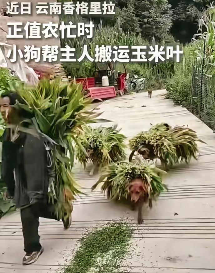 火到人民日报了！云南香格里拉一户农家，没人喊没人教，几只土狗自己驮着玉米叶，一趟