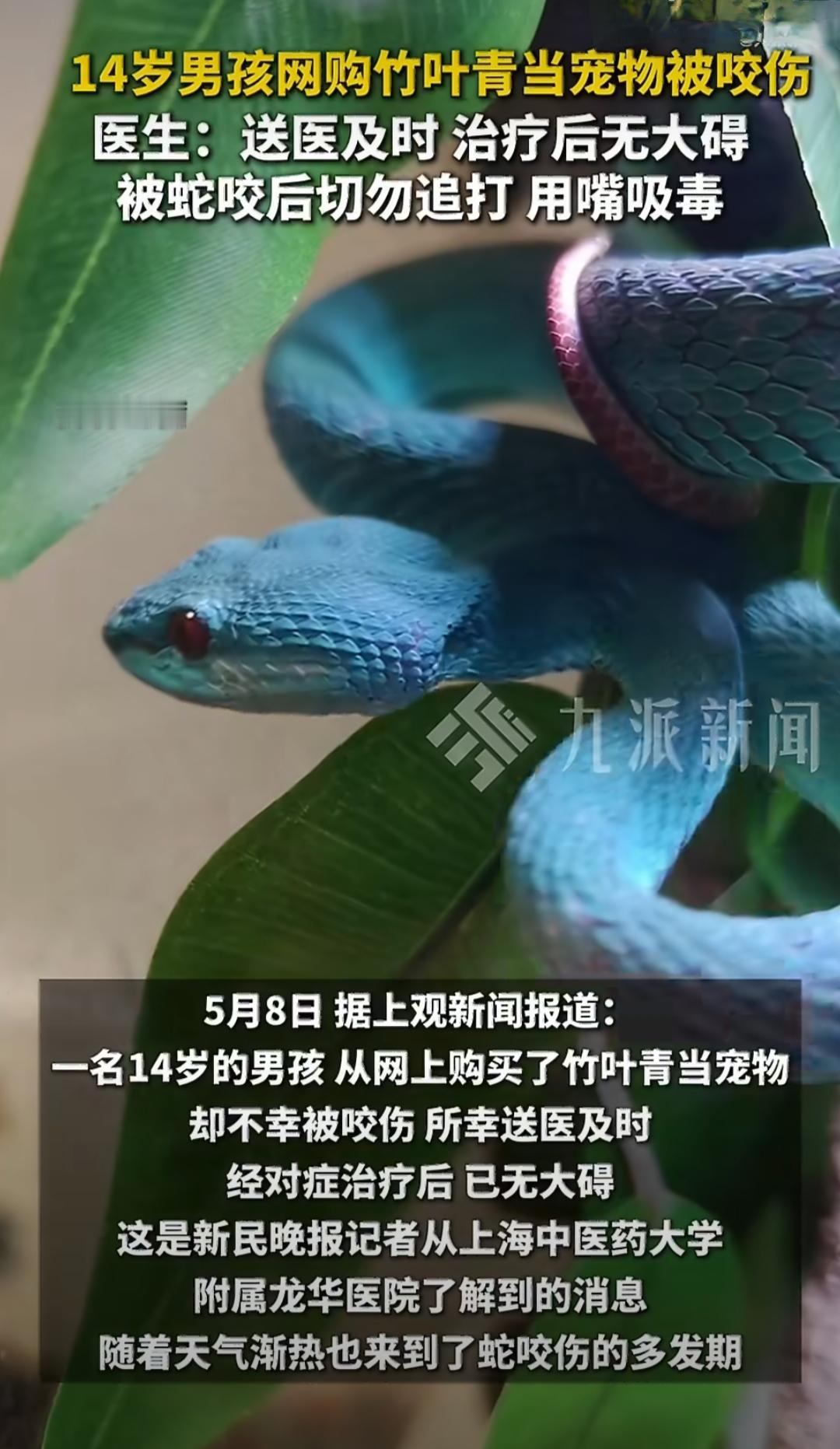 有个14岁的男孩，从网上买了竹叶青当宠物，结果不小心被咬伤了。不过好在送医及时，