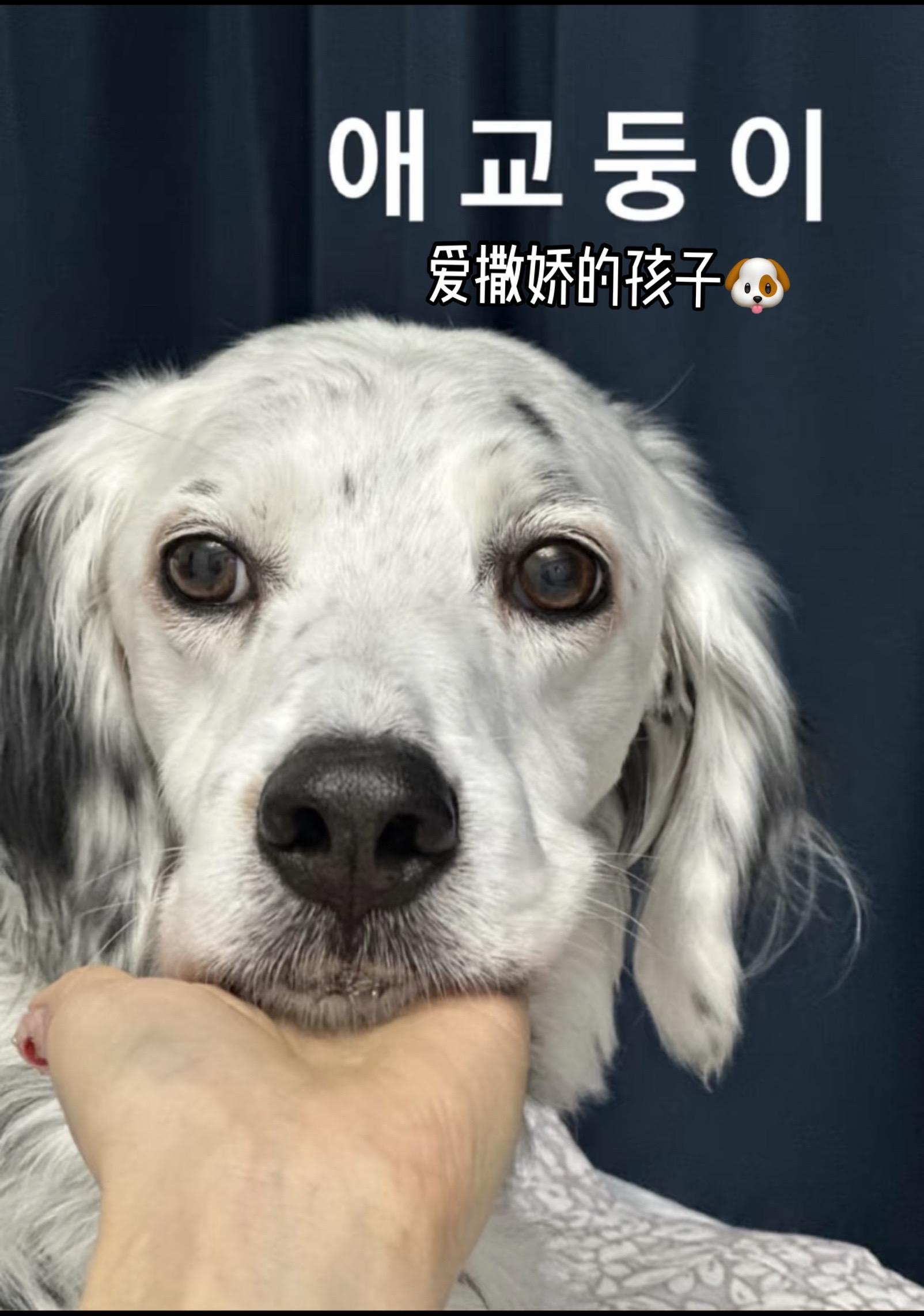 250218今日份Rita🐶，还是个爱撒娇的孩子啊