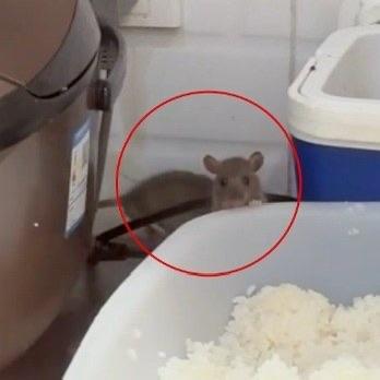 浙江绍兴的“N多寿司”餐厅最近成了网友热议的焦点——不是因为新品有多好吃，而是因