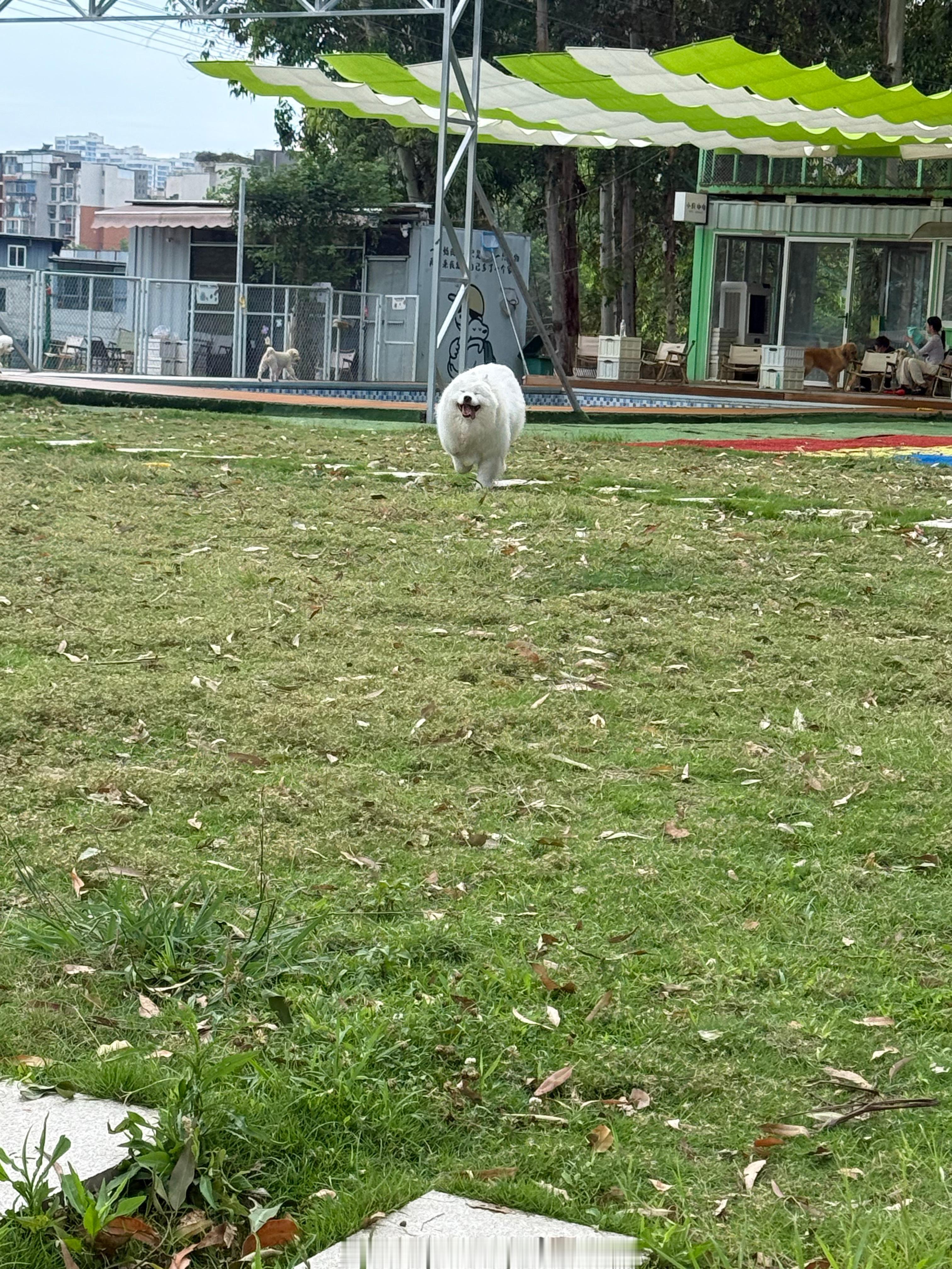 天天傻乐的小笨猪 