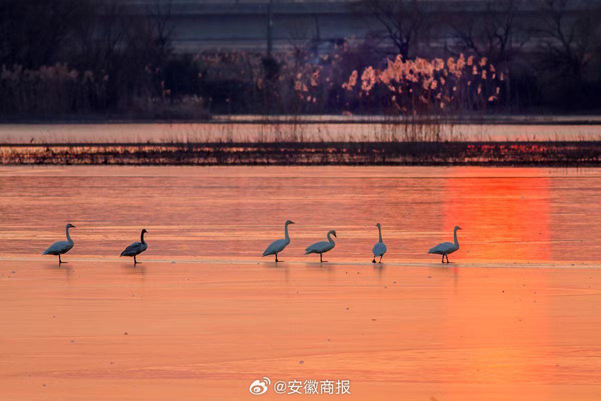 【#淮南蔡城塘湿地迎来大量越冬水鸟#】  寒冬时节，在淮南蔡城塘湿地，大量越冬水