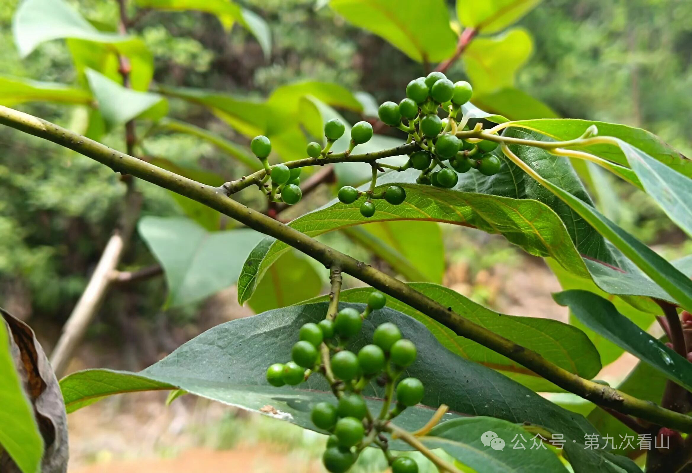 “山林之味”矩阵又添一位成员：木姜子香辣酱西南三省人民深爱木姜子。有多爱？米线店