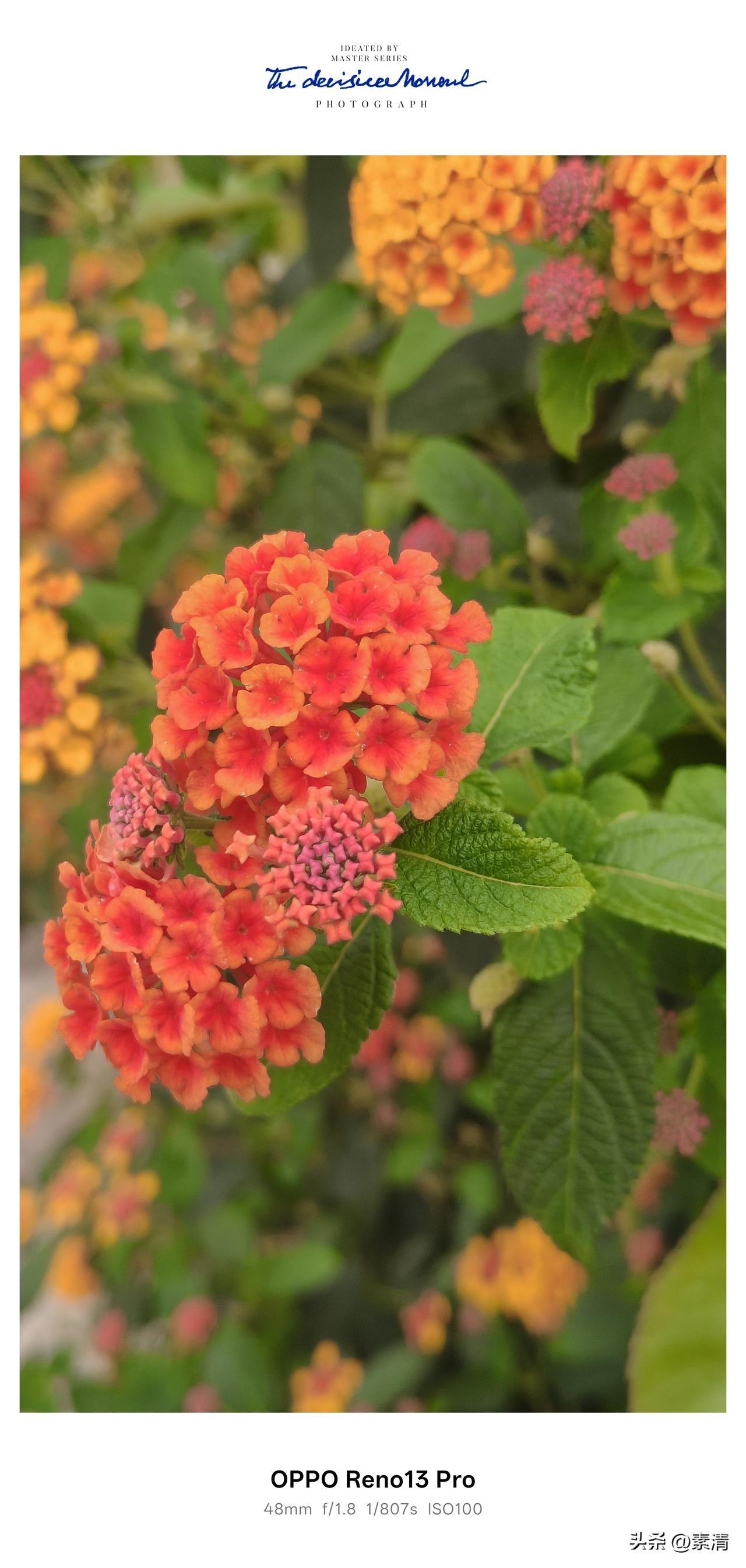 马樱丹，又叫五色梅。资阳北站偶遇五色梅，旧花重逢满心欢喜。[大笑]

时隔数年，