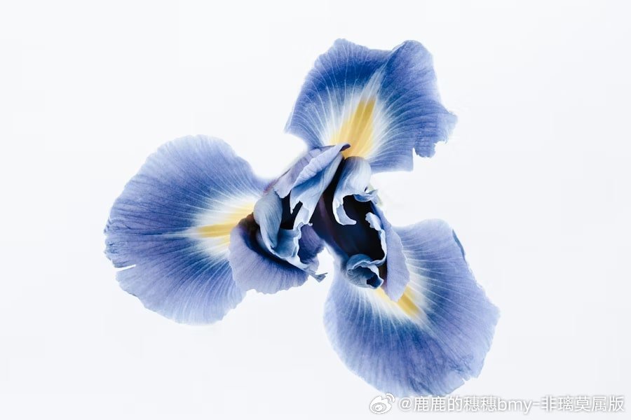 鸢尾花完整介绍+高清实拍图一、基础科普鸢尾（学名：Iris tectorum），