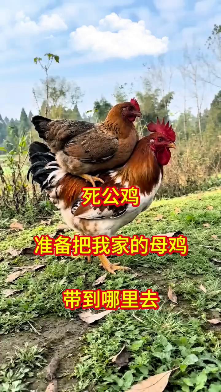 哈哈哈哈哈哈。