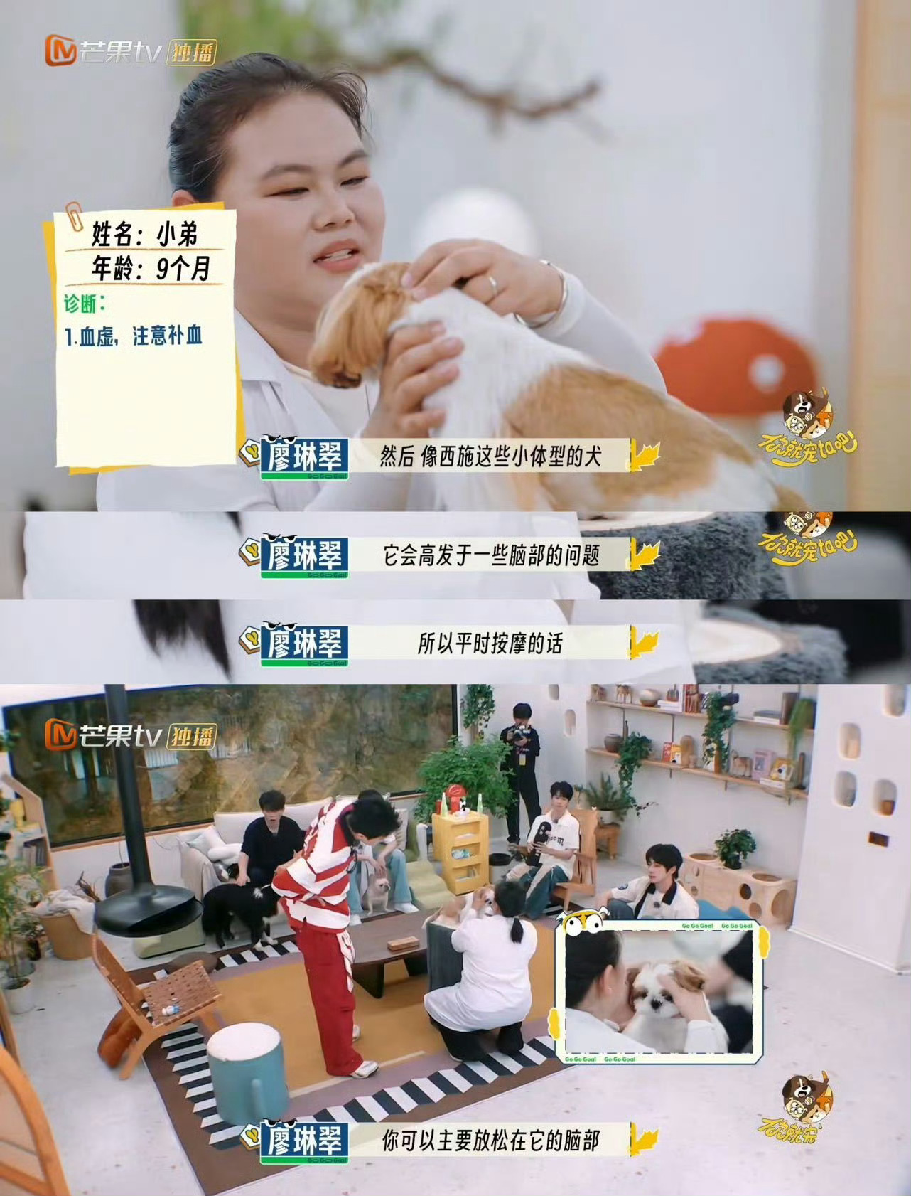 中医的风还是吹到了宠物界 宠物也能享中医！《你就宠ta吧》里艾灸、中药调理不再是