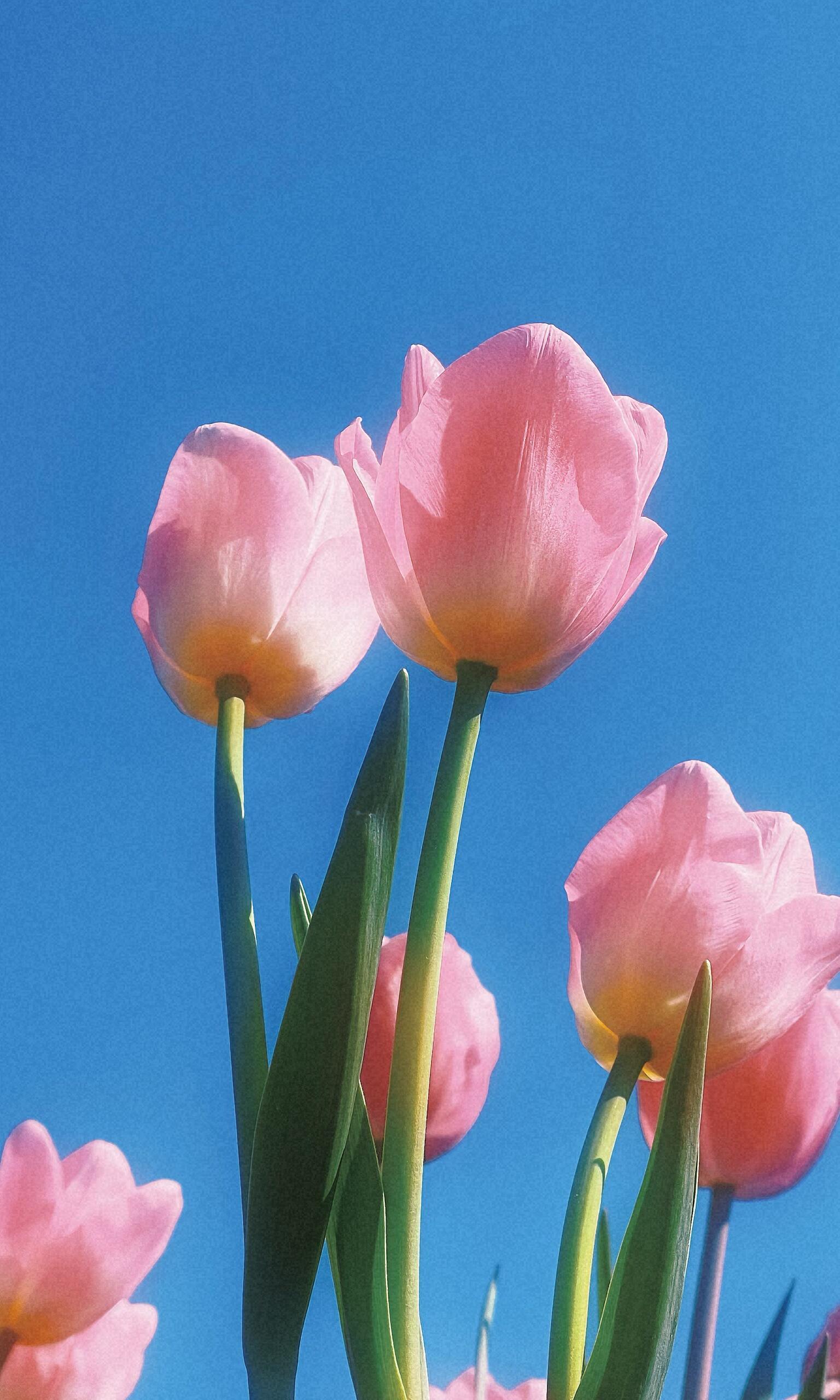 终于知道这种富士胶片氛围感滤镜怎么调了‼️✨今天分享一下富士蓝调百搭氛围感滤镜，