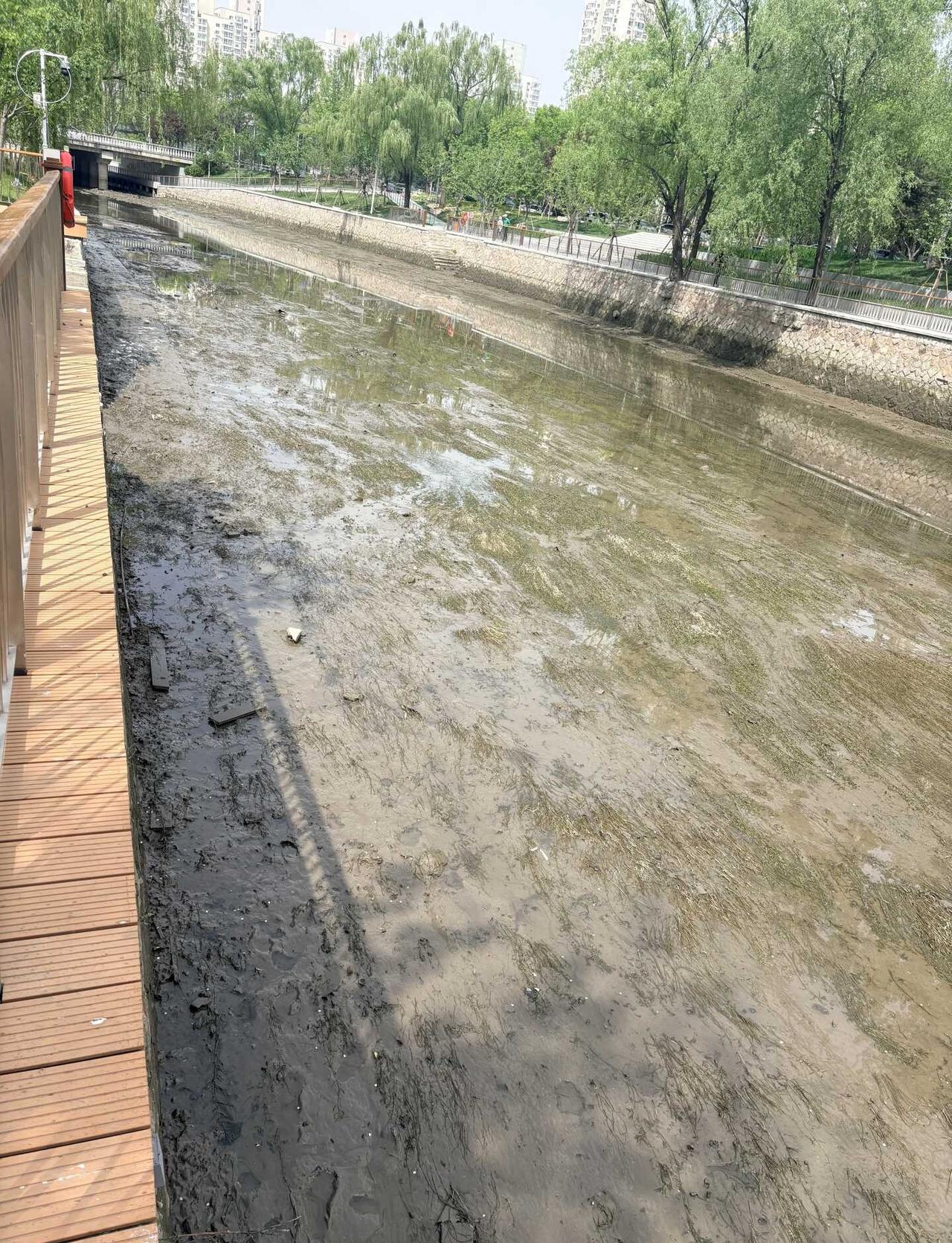 望京北小河是听劝的
北小河也太给力了！
	
前几天还刷到河水不太好，今天就已经开