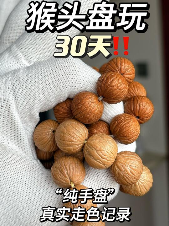 猴头30天的变化过程居然这么大‼️