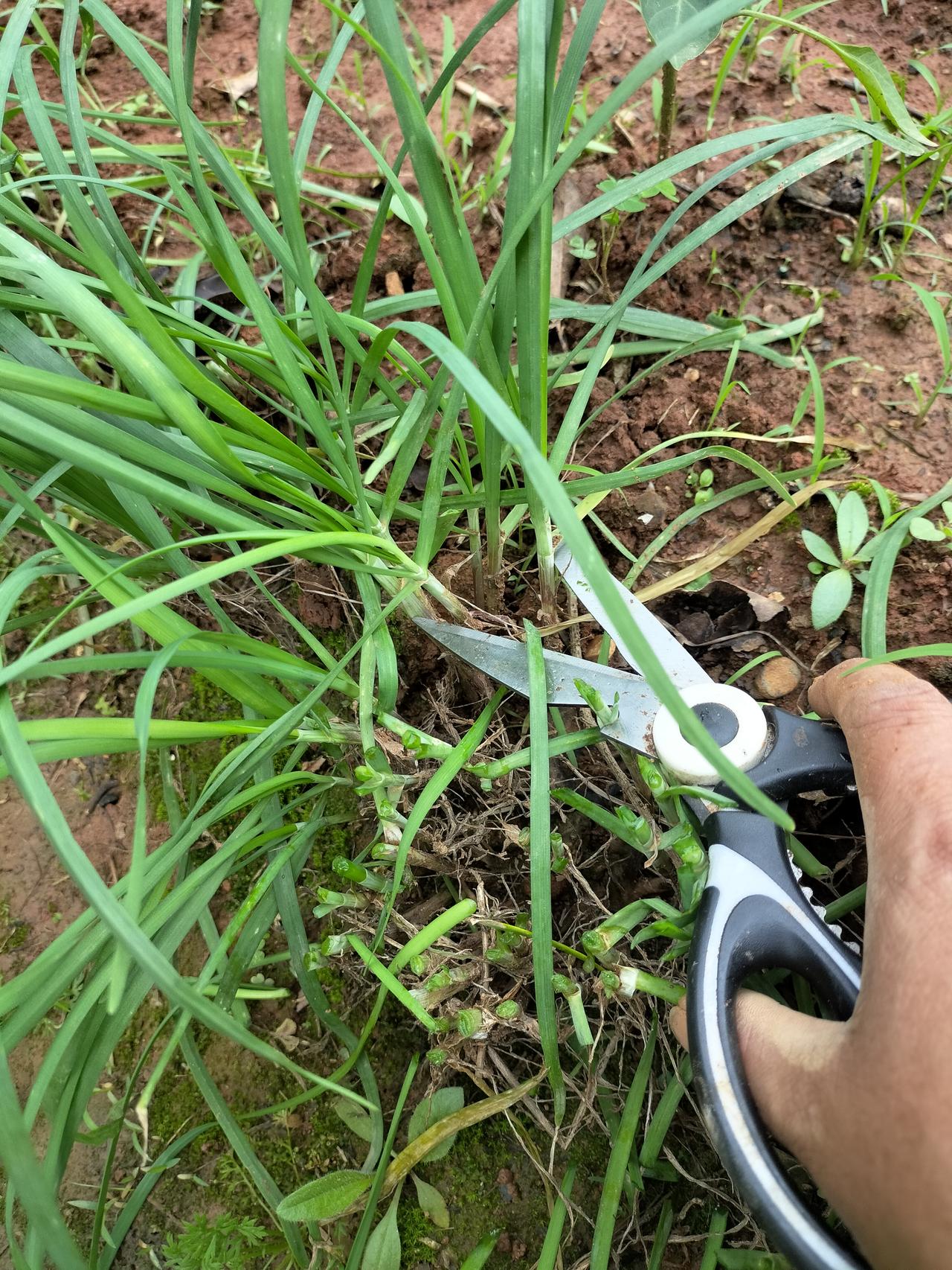 今天我儿子学聪明了，知道拿剪刀剪韭菜，这样的韭菜就会重新长出来，下次又可以吃了。