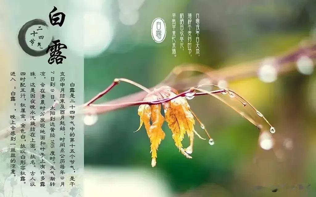 #秋日生活日记#白露节气，早晚渐凉！田野路边的早上，一晚的水汽凝结在片片绿叶上，