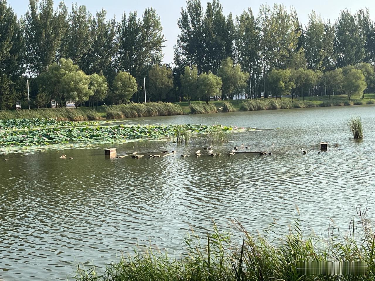  看到这个风景是不是，大家心中都高兴不起来了。
这是黄河公园里面的木栈道，刚刚建