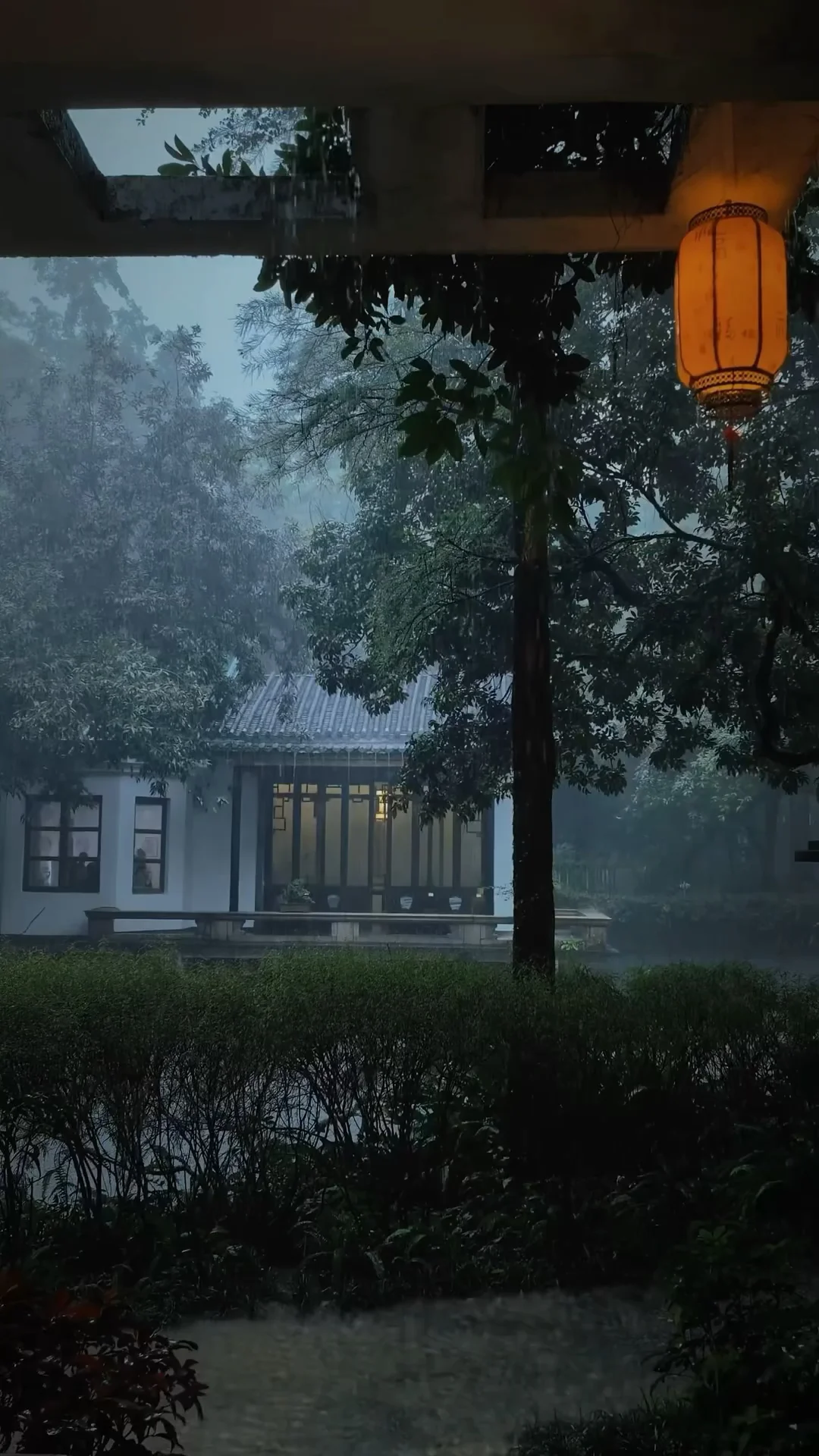 骤雨live之为什么要在雨天看广州兰圃