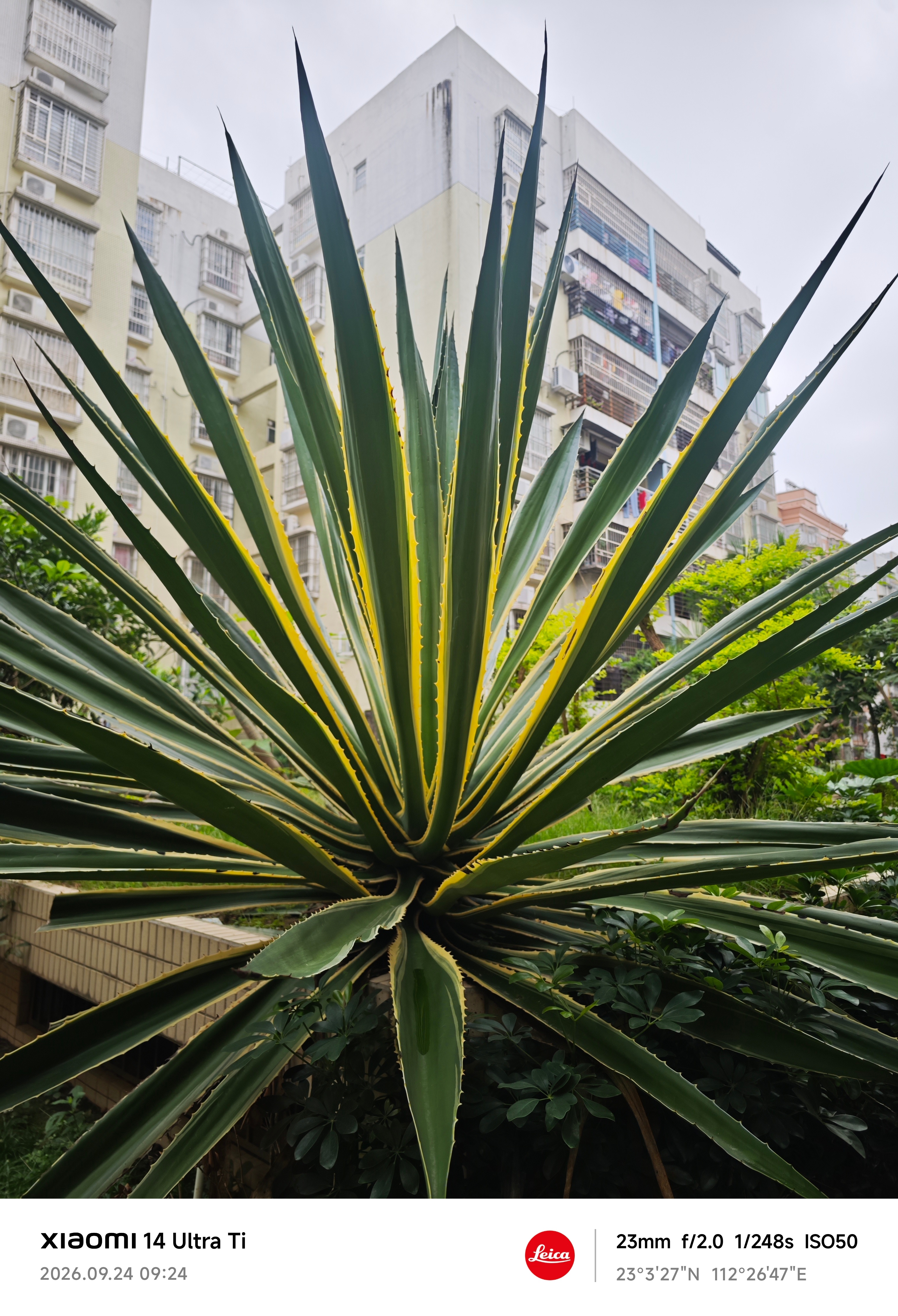 小区绿色植物～ ​​​